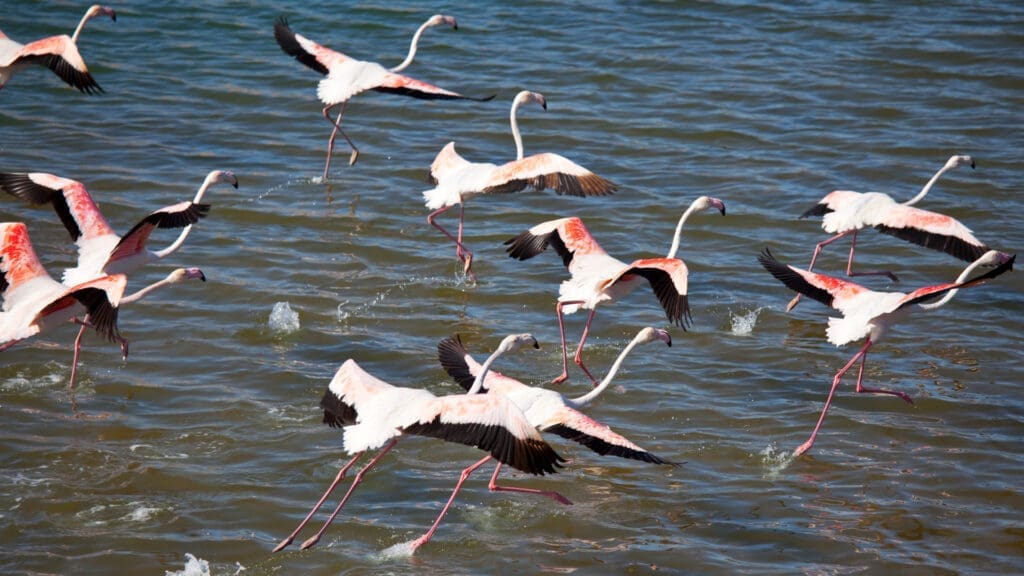 Beleza-dos-Flamingos